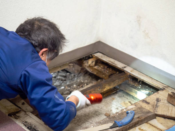 Best Same-Day Mold Removal  in Pittsburg, CA