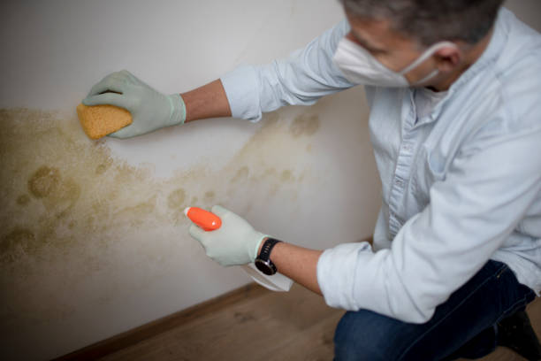 Best Local Mold Removal Service  in Pittsburg, CA