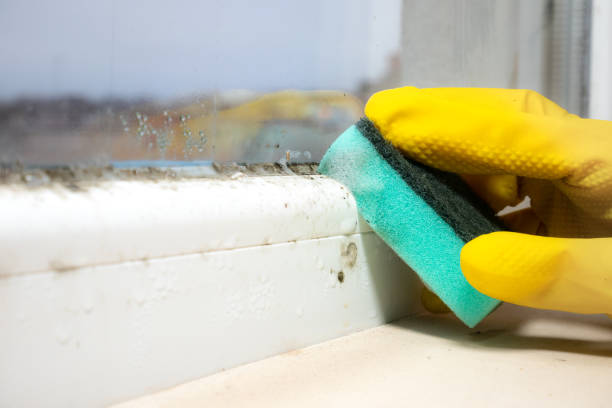 Best Attic Mold Removal  in Pittsburg, CA