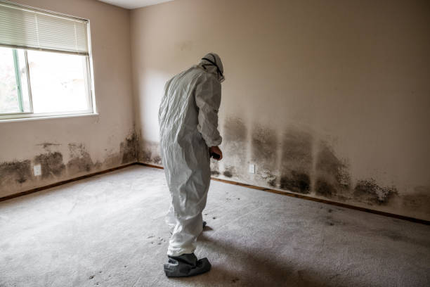 Best Mold Cleaning Services  in Pittsburg, CA