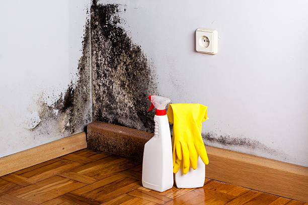 Best Black Mold Removal  in Pittsburg, CA