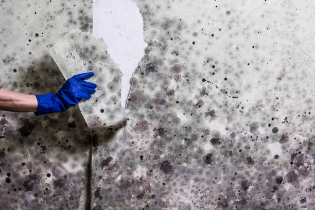 Best Certified Mold Removal  in Pittsburg, CA